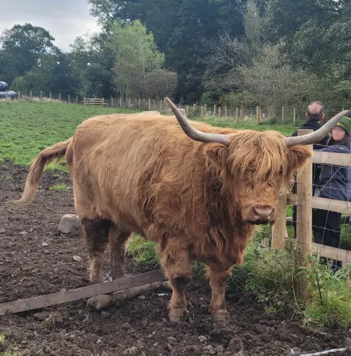 A Scottish highland cow in a field looking at the camera.